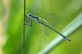 Lestes dryas